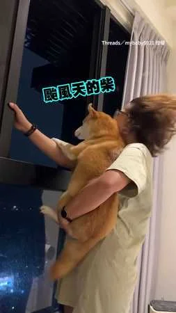 【人柴兩濕】那些颱風天逼瘋主人的柴柴們
