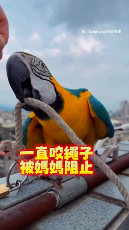 【好會頂嘴】鸚鵡咬繩子被媽警告秒裝傻：蛤？