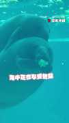 【海牛開心啃菜】同伴撒嬌抱抱無動於衷XD