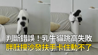 判斷錯誤！乳牛貓跳高失敗　胖肚撞沙發扶手卡住動不了