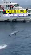 【海豚群包圍】宜蘭龜山遇海豚包圍　超活潑躍出水面狂翻５圈