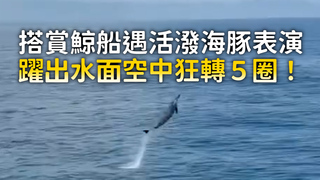 搭賞鯨船遇活潑海豚表演　躍出水面空中狂轉５圈！