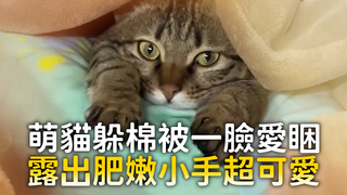 萌貓躲棉被一臉愛睏　露出肥嫩小手超可愛