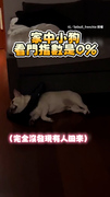 【妳怎麼回來惹？】狗狗睡得太熟　怎麼叫都不理睬XD