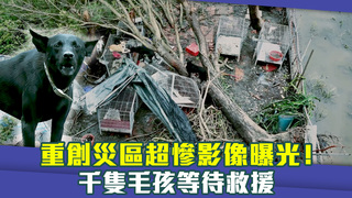 重創災區超慘影像曝光！　 千隻毛孩等待救援