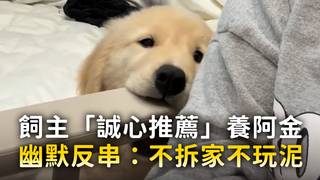 飼主「誠心推薦」養黃金獵犬 幽默反串：不拆家不玩泥超讚