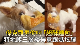傑克羅素偷叼「起酥麵包」　特地爬三層樓得意跟媽炫耀
