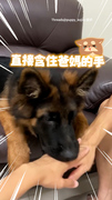 【萌❤️‍】5個月大德牧和爸媽的疊手挑戰