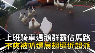 上班騎車遇鵝群霸佔馬路　不爽被叭還展翅逼近超派