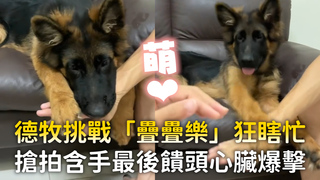德牧挑戰「疊疊樂」狂瞎忙　搶拍含手最後饋頭心臟爆擊