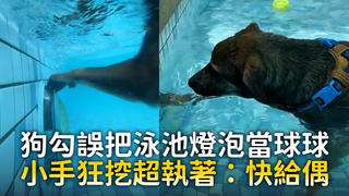 狗勾誤把泳池燈泡當球球　小手狂挖超執著：快給偶