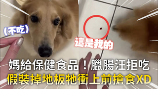 媽給保健食品！臘腸汪拒吃　假裝掉地板牠衝上前搶食XD