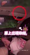 【車內有大蜘蛛】想用杯子抓，卻失手全車爆走！