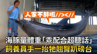 海豚量體重「乖配合超聽話」　飼養員手一抬牠翹臀趴磅台