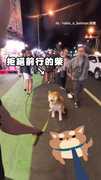 【柴不想走】討香腸失敗 柴犬直接當街罷工ＸＤ