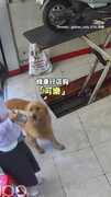 【有東西吃？】黃金獵犬見到妹子+零食秒變乖寶寶！