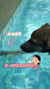 【球球跑哪去】狗狗狂挖泳池燈泡 最後竟委屈掉淚