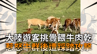 大陸遊客挑釁餵牛肉乾　惹怒牛群後遭踩踏攻擊