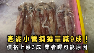 澎湖小管捕獲量減9成！價格上漲3成　業者曝可能原因