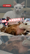 【開聲音】虎斑哥被貓弟狂吸奶！瞇眼開肚呼嚕超享受XD