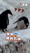 【被撿尾刀啦】企鵝叼石頭爬上坡！竟被同伴整個端走氣得直追