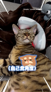 【會不會太蘇湖～】萌貓閉眼享受肩頸按摩帶還自己喬角度XD