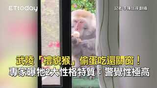 武陵「禮貌猴」偷蛋吃還關窗！專家曝牠2大性格特質：警覺性極高