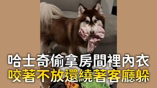 哈士奇偷拿房間裡內衣　咬著不放還繞著客廳躲