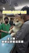【柴界金馬影帝】柴犬打針怕到崩潰！奴才笑：戲精XD