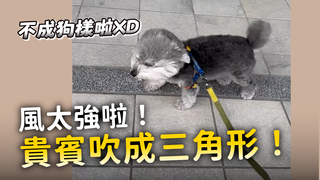 貴賓被強風吹成三角形　看不到路仍堅持散步！