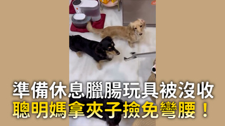 準備休息臘腸玩具被沒收 聰明媽拿夾子撿免彎腰！