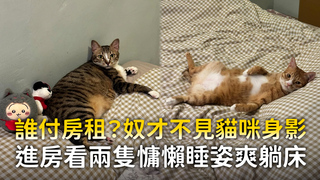 誰付房租？奴才不見貓咪身影　進房看兩隻慵懶睡姿爽躺床