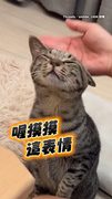 【誰能忍得住！】虎斑貓狂撒嬌 被摸摸一臉好幸福♥