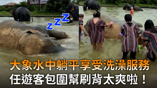 大象水中躺平享受洗澡服務　任遊客包圍幫刷背太爽啦！