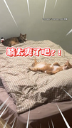 【到底誰在付房租？】奴才進房一看...2貓超chill躺在床上