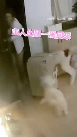 【假歡迎真圍毆】出國一周…回家被狗狗們撲到站不起來XDD