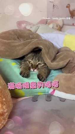 【心臟爆擊】愛睏貓窩棉被還偷露肥手XD