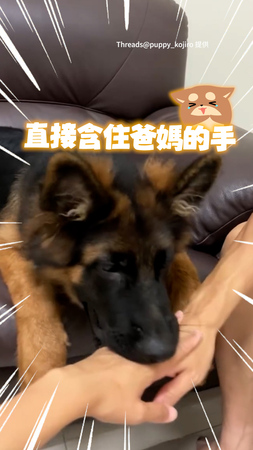 【萌❤️‍】5個月大德牧和爸媽的疊手挑戰