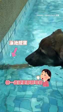 【球球跑哪去】狗狗狂挖泳池燈泡 最後竟委屈掉淚