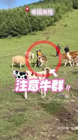 【拿牛肉乾餵牛？】牛群暴怒上腳伺候????