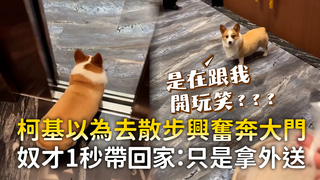 柯基以為去散步興奮奔大門　奴才1秒帶回家：只是拿外送