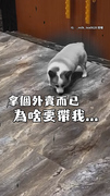 【心碎柯基】小短腿飛奔以為要散步...結果只是去拿外送