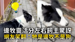 邊牧靈活分左右飼主驚訝　網友笑翻：牠是邊牧不是狗