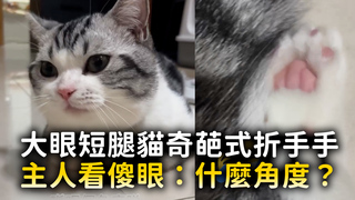 大眼短腿貓奇葩式折手手　主人看傻眼：什麼角度？