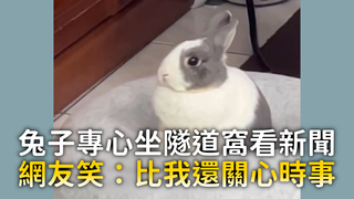 兔子專心坐隧道窩看新聞　網友笑：比我還關心時事