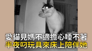 愛貓見媽不適擔心睡不著　半夜叼玩具來床上陪伴她