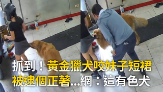 抓到！黃金獵犬咬妹子短裙　被逮個正著...網：這有色犬