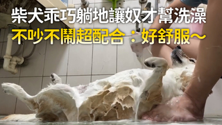 柴犬乖巧躺地讓奴才幫洗澡　不吵不鬧超配合：好舒服～