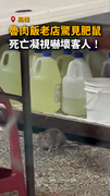 【老鼠竄出】高雄魯肉飯老店驚見肥鼠！死亡凝視嚇壞客人