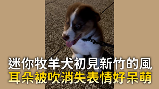 迷你牧羊犬初見新竹的風　耳朵被吹消失表情好呆萌